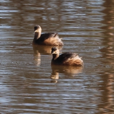 Tachybaptus novaehollandiae (Australasian Grebe) at Thurgoona, NSW - 5 May 2024 by KylieWaldon