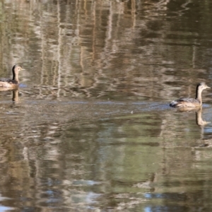 Tachybaptus novaehollandiae at Charles Sturt University - 5 May 2024 10:00 AM