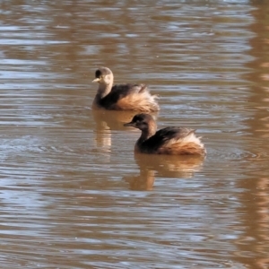 Tachybaptus novaehollandiae at Charles Sturt University - 5 May 2024 10:00 AM