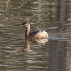 Tachybaptus novaehollandiae at Charles Sturt University - 5 May 2024