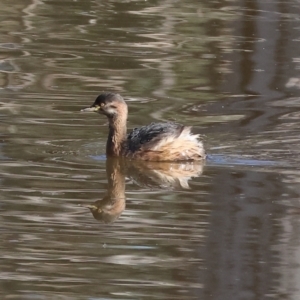 Tachybaptus novaehollandiae at Charles Sturt University - 5 May 2024 10:00 AM