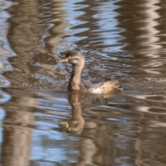 Tachybaptus novaehollandiae at Charles Sturt University - 5 May 2024 10:00 AM