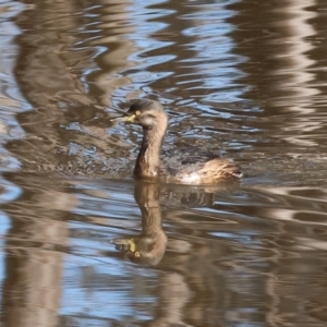 Tachybaptus novaehollandiae at Charles Sturt University - 5 May 2024 10:00 AM