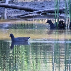 Gallinula tenebrosa (Dusky Moorhen) at Thurgoona, NSW - 5 May 2024 by KylieWaldon