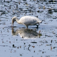 Platalea flavipes at Charles Sturt University - 5 May 2024 10:14 AM