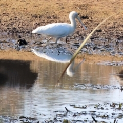 Platalea flavipes at Charles Sturt University - 5 May 2024 10:14 AM