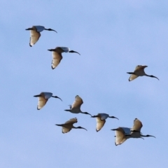 Threskiornis molucca at Charles Sturt University - 5 May 2024