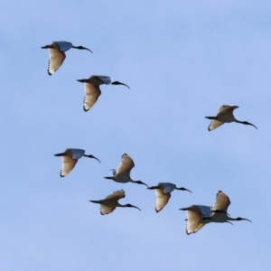 Threskiornis molucca at Charles Sturt University - 5 May 2024