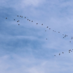 Threskiornis molucca at Charles Sturt University - 5 May 2024 10:08 AM