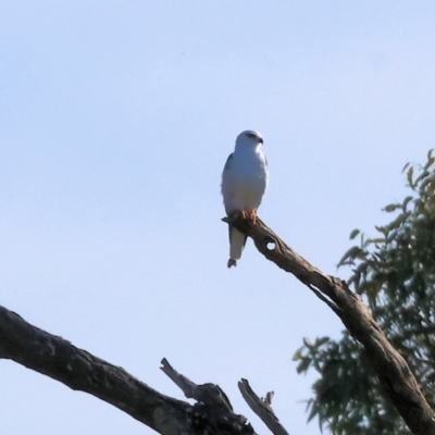 Elanus axillaris (Black-shouldered Kite) at Thurgoona, NSW - 5 May 2024 by KylieWaldon