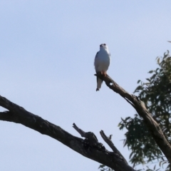 Elanus axillaris at Charles Sturt University - 5 May 2024 10:12 AM