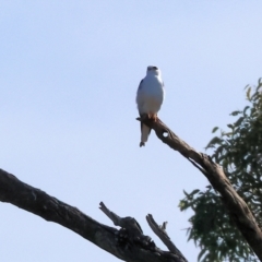 Elanus axillaris at Charles Sturt University - 5 May 2024 10:12 AM