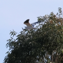 Elanus axillaris at Charles Sturt University - 5 May 2024