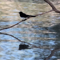 Rhipidura leucophrys (Willie Wagtail) at Albury - 5 May 2024 by KylieWaldon