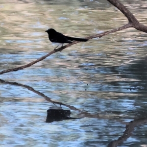 Rhipidura leucophrys at Charles Sturt University - 5 May 2024