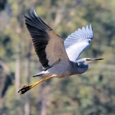 Egretta novaehollandiae (White-faced Heron) at Albury - 5 May 2024 by KylieWaldon