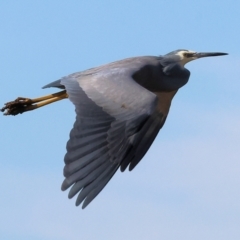 Egretta novaehollandiae at Charles Sturt University - 5 May 2024