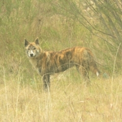 Canis lupus (Dingo / Wild Dog) at Tidbinbilla Nature Reserve - 5 May 2024 by KumikoCallaway