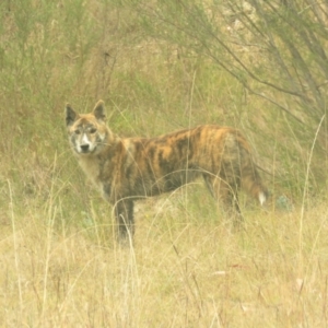 Canis lupus at Tidbinbilla Nature Reserve - 5 May 2024 10:16 AM