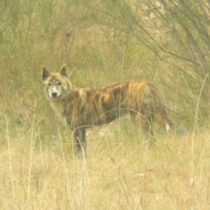 Canis lupus (Dingo / Wild Dog) at Tidbinbilla Nature Reserve by KumikoCallaway