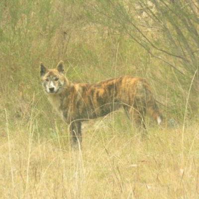 Canis lupus (Dingo / Wild Dog) at Kambah, ACT - 5 May 2024 by KumikoCallaway