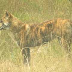 Canis lupus at Tidbinbilla Nature Reserve - 5 May 2024