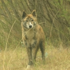 Canis lupus at Tidbinbilla Nature Reserve - 5 May 2024 10:16 AM