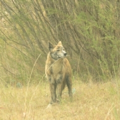 Canis lupus at Tidbinbilla Nature Reserve - 5 May 2024