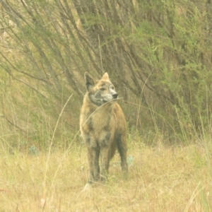 Canis lupus at Tidbinbilla Nature Reserve - 5 May 2024 10:16 AM