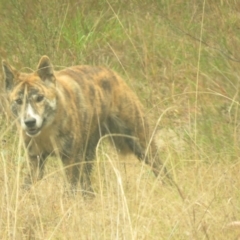 Canis lupus at Tidbinbilla Nature Reserve - 5 May 2024