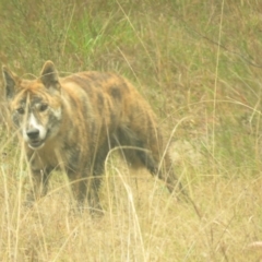 Canis lupus at Tidbinbilla Nature Reserve - 5 May 2024 10:16 AM