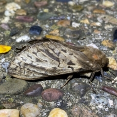 Oxycanus antipoda (Late Oxycanus) at QPRC LGA - 5 May 2024 by SteveBorkowskis