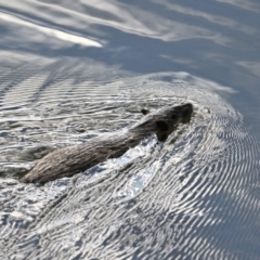 Hydromys chrysogaster (Rakali or Water Rat) at Fyshwick, ACT - 2 May 2024 by davidcunninghamwildlife