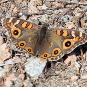 Junonia villida at Albury - 5 May 2024 10:15 AM