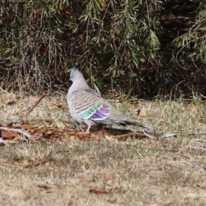 Ocyphaps lophotes at Charles Sturt University - 5 May 2024 10:27 AM