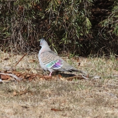 Ocyphaps lophotes (Crested Pigeon) at Charles Sturt University - 5 May 2024 by KylieWaldon