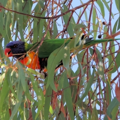 Trichoglossus moluccanus (Rainbow Lorikeet) at Thurgoona, NSW - 5 May 2024 by KylieWaldon