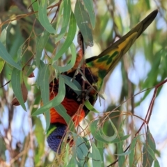 Trichoglossus moluccanus at Charles Sturt University - 5 May 2024 10:35 AM