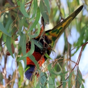 Trichoglossus moluccanus at Charles Sturt University - 5 May 2024 10:35 AM