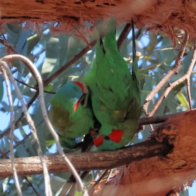 Glossopsitta concinna (Musk Lorikeet) at Albury - 5 May 2024 by KylieWaldon