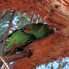 Glossopsitta concinna at Charles Sturt University - 5 May 2024 10:38 AM