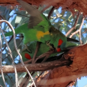 Glossopsitta concinna at Charles Sturt University - 5 May 2024 10:38 AM