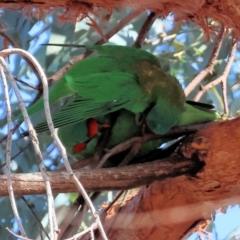 Glossopsitta concinna at Charles Sturt University - 5 May 2024