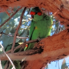 Glossopsitta concinna (Musk Lorikeet) at Thurgoona, NSW - 5 May 2024 by KylieWaldon