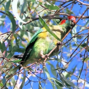 Glossopsitta concinna at Charles Sturt University - 5 May 2024