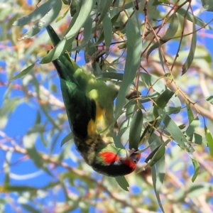 Glossopsitta concinna at Charles Sturt University - 5 May 2024 10:48 AM