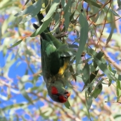 Glossopsitta concinna at Charles Sturt University - 5 May 2024 10:48 AM