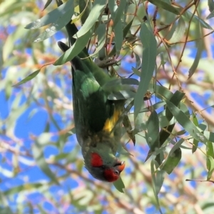 Glossopsitta concinna at Charles Sturt University - 5 May 2024 10:48 AM