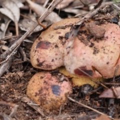 Bolete sp. (Bolete sp.) at Red Hill to Yarralumla Creek - 5 May 2024 by LisaH