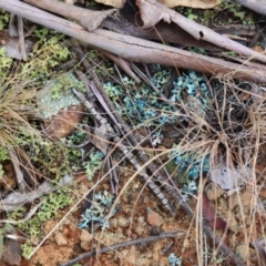 Unidentified Lichen at Hughes Grassy Woodland - 5 May 2024 by LisaH